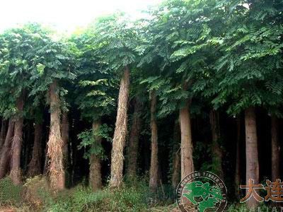 大連木材-胡桃楸樹(shù)